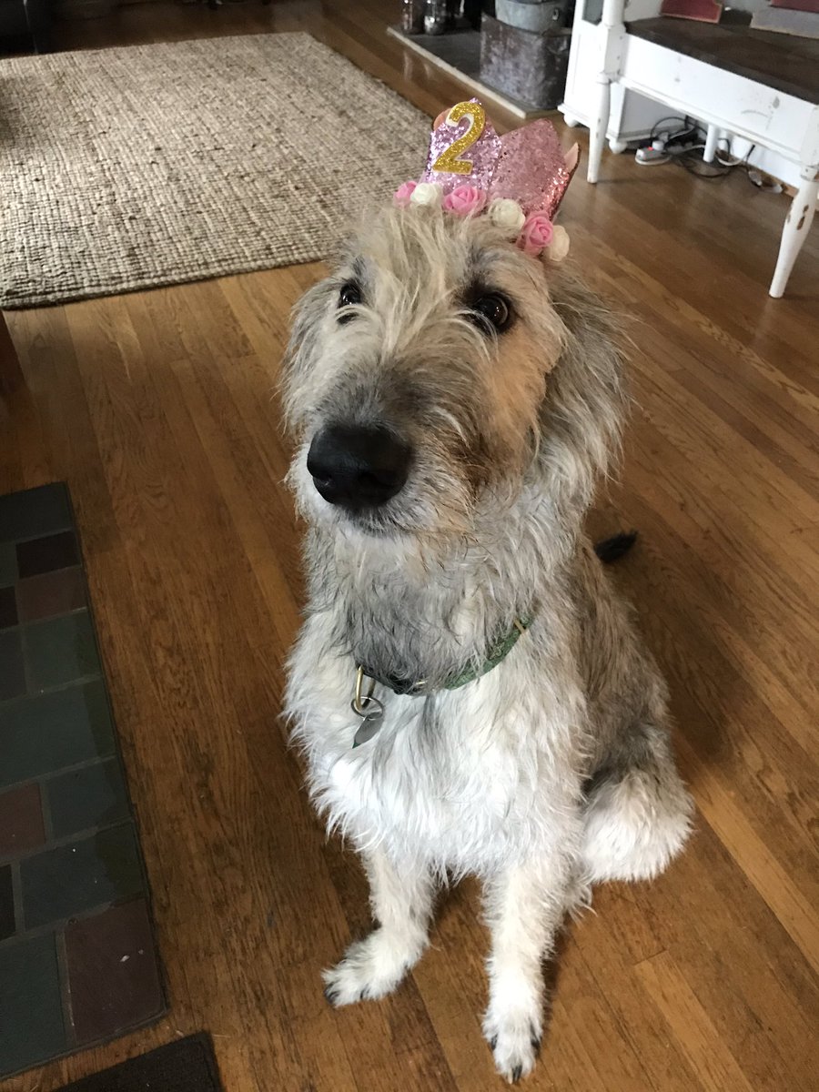 WildFireEvents's tweet image. Our #irishwolfhound turned 2! We took up to Gettysburg to pay respects the the fallen soldier and snap a few pictures in front of the Irish Brigade Memorial with the wolfhound and Celtic cross statue.