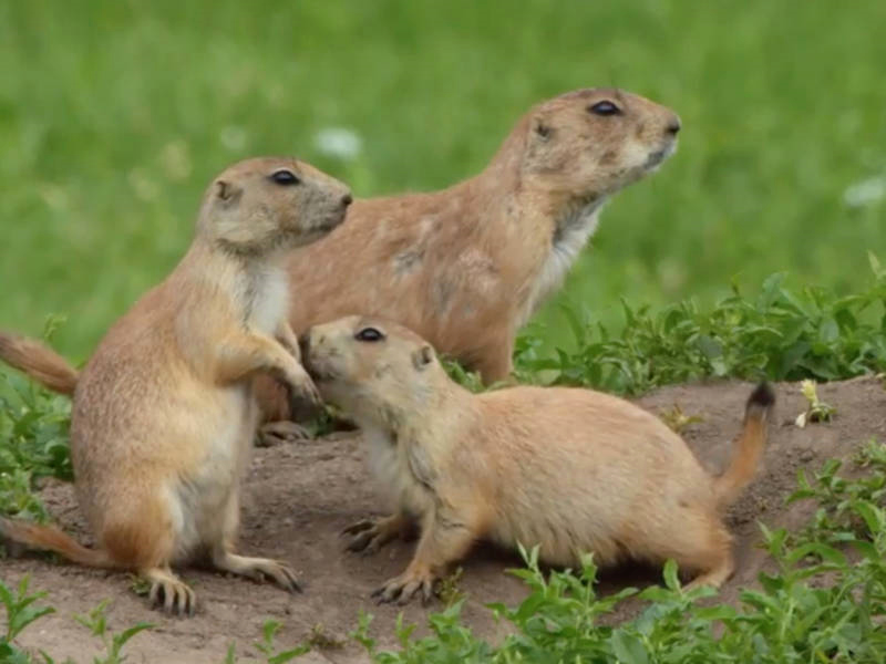 karla_lu23's tweet photo. Prairie dogs are extremely important to their ecosystem. Recently, they have been exposed to a disease called the sylvatic plague. Scientists were releasing peanut butter pellets infused with a vaccine that targets the disease. #ferretdrones #ees028 https://t.co/8Teu5WasgX