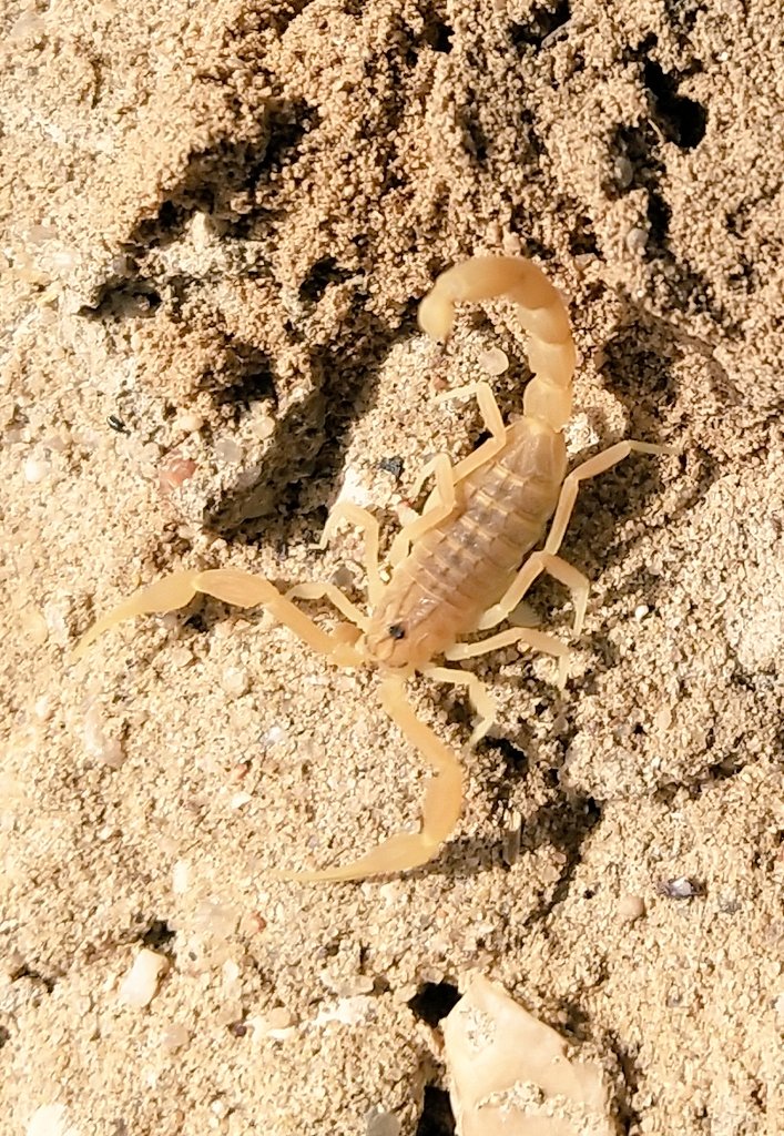 lalitjangid's tweet image. Scorpio