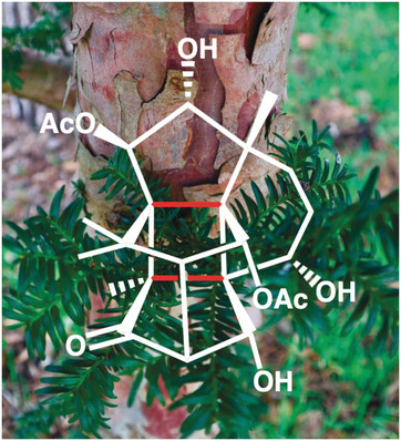 angew_chem's tweet photo. The synthesis of the highly complex diterpene canataxpropellane in a Highlight by @HeretschPhilipp @FU_Berlin #TotalSynthesis #NaturalProducts https://t.co/VjVK5Ytyh1 https://t.co/hMMHg35g0Q