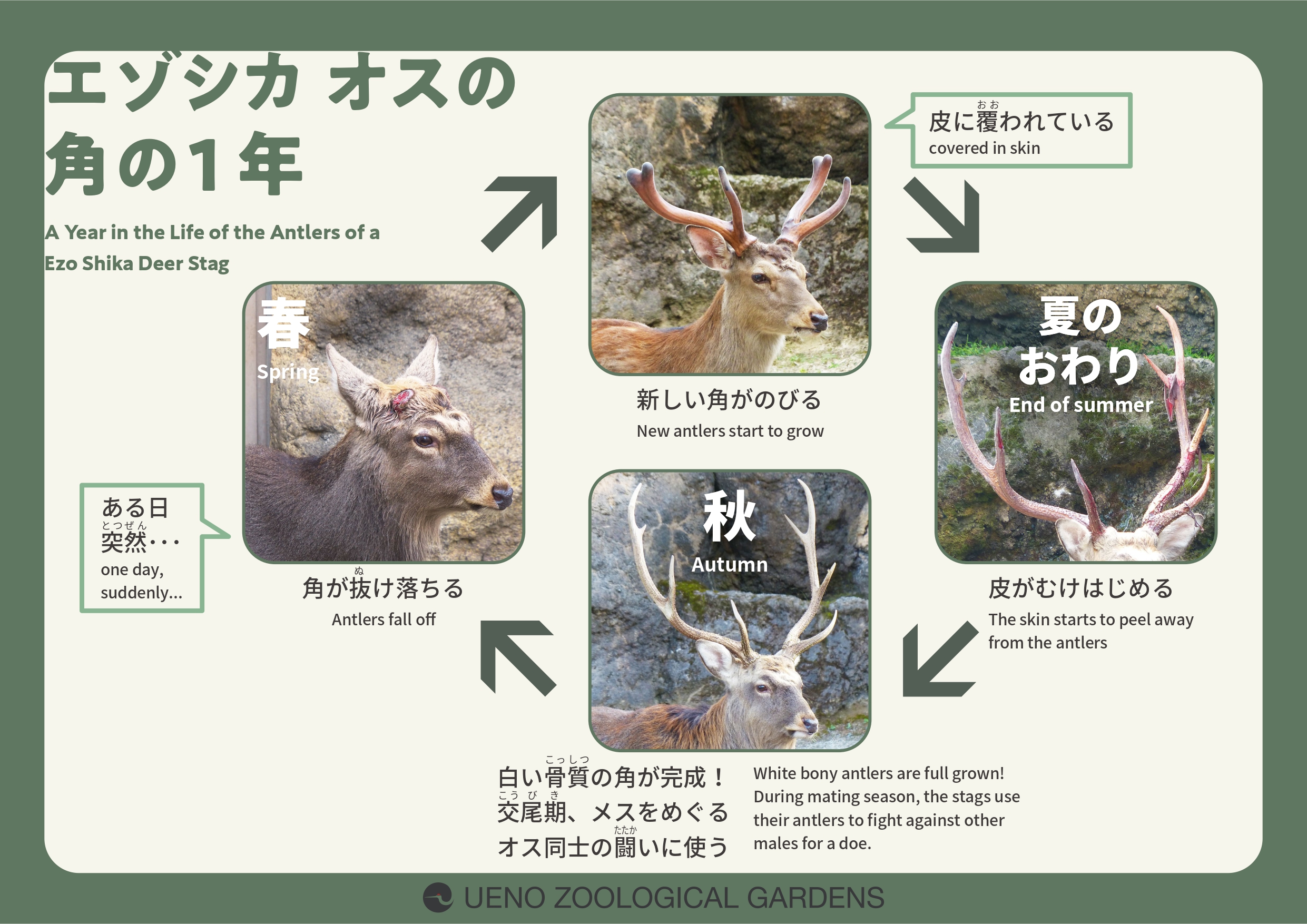 上野動物園［公式］ on X: 
