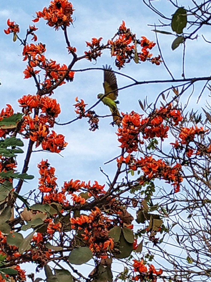 lakshmiprabhala's tweet photo. Nominated by @nuts2406
#OneDayOneTheme #Photography #Challenge for 7 days. Post a picture and nominate a person every day.
Today's theme is #BirdInFlight
Today, I nominate @RashmithaTJ https://t.co/0wXtku3Jfx