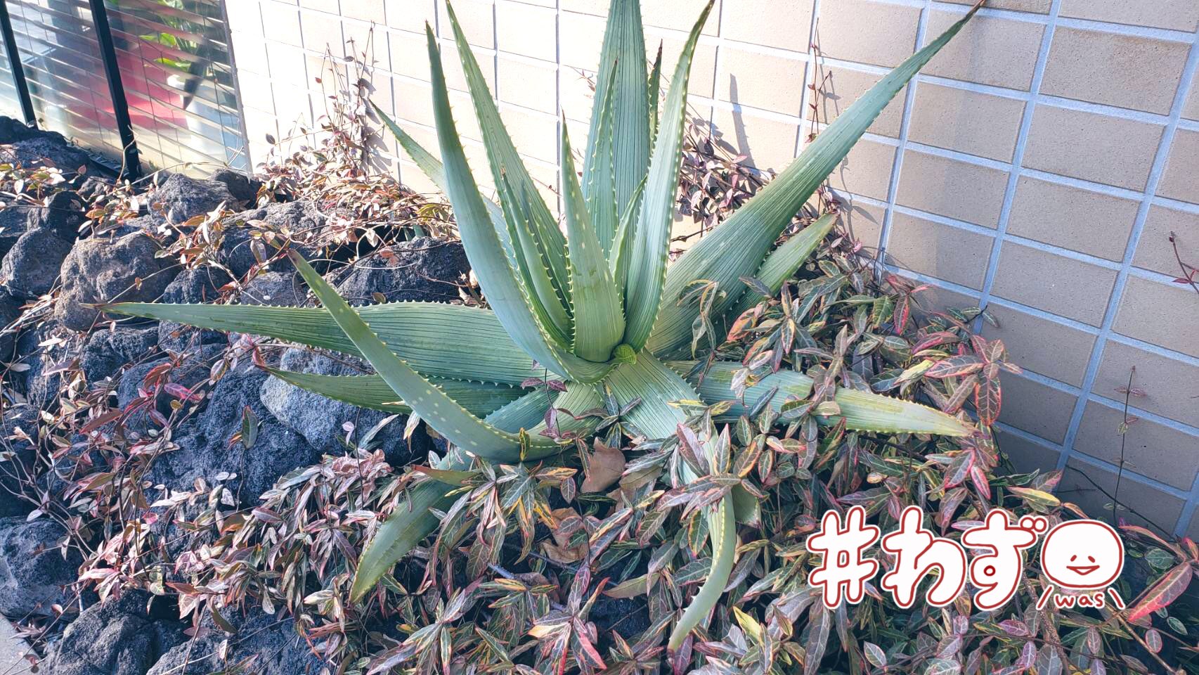 創美社 Main お庭にいたアロエがなんと花をつけました なかなか咲かない珍しい花みたいです まだつぼみですが早く見たいですね 庭 会社 多肉植物 植物 群馬 前橋 アロエ アロエの花 珍しい ミステリー どんな花なんだろう T 創美社 Main お庭にいたアロエがなんと花をつけました なかなか咲かない珍しい花みたいです まだつぼみですが早く見たいですね 庭 会社 多肉植物 植物 群馬 前橋 アロエ アロエの花 珍しい ミステリー どんな花なんだろう T