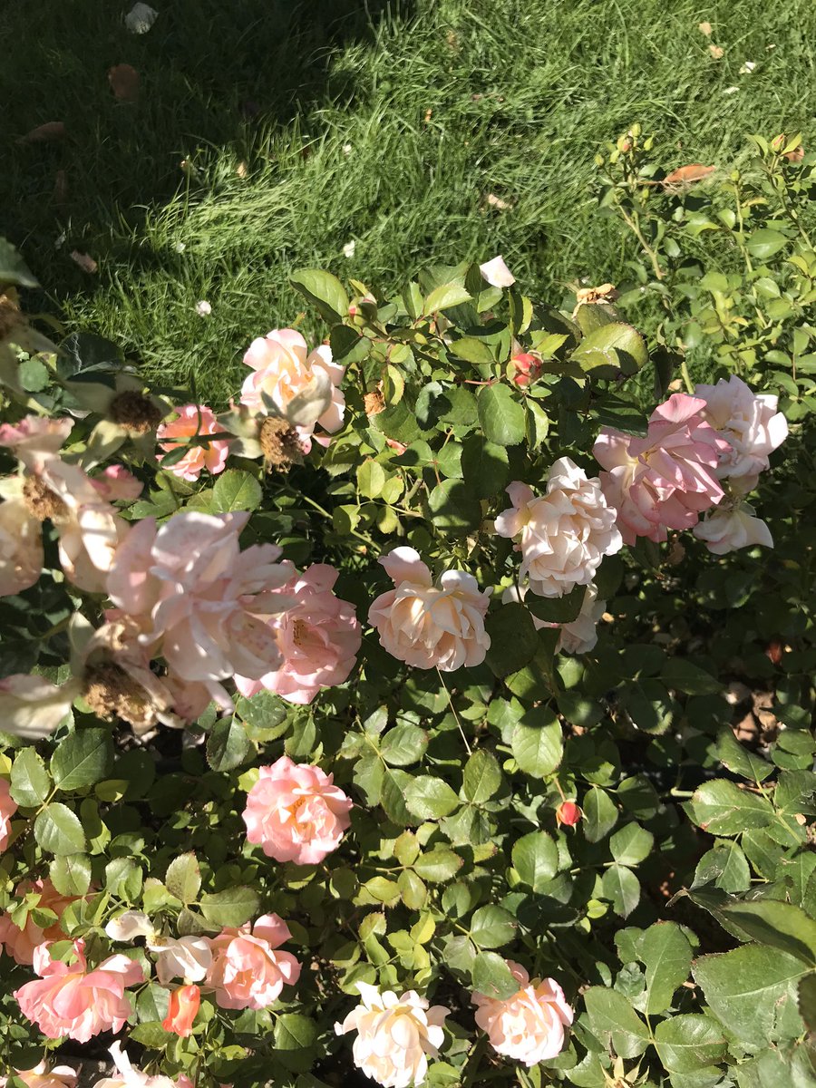 Hayırlı Cumalar 🙏🏻

____Günaydın🌹