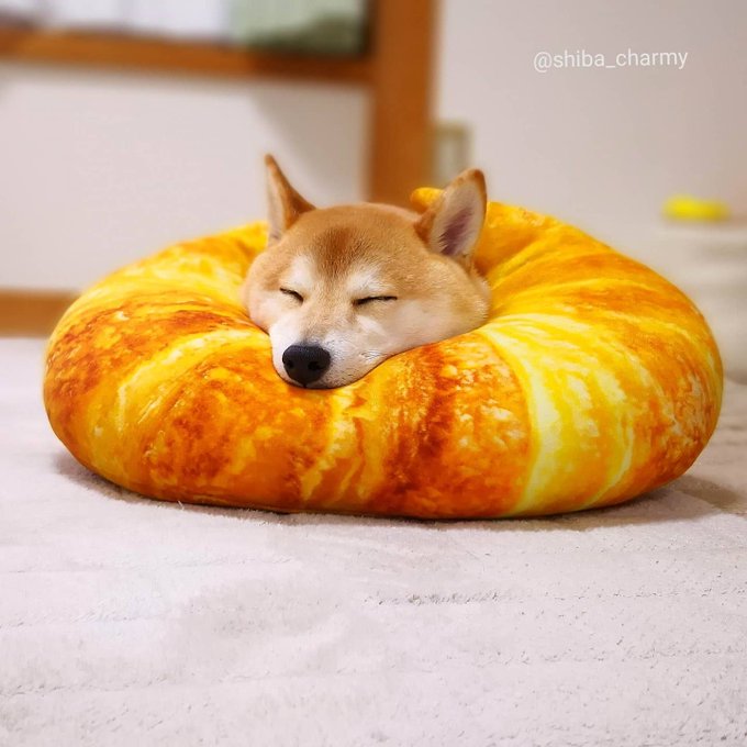 柴犬パン☆ベーグルセット(四点)