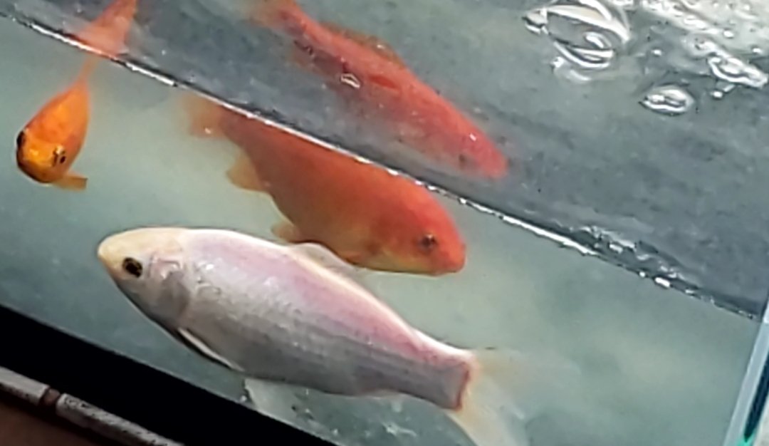 白い金魚