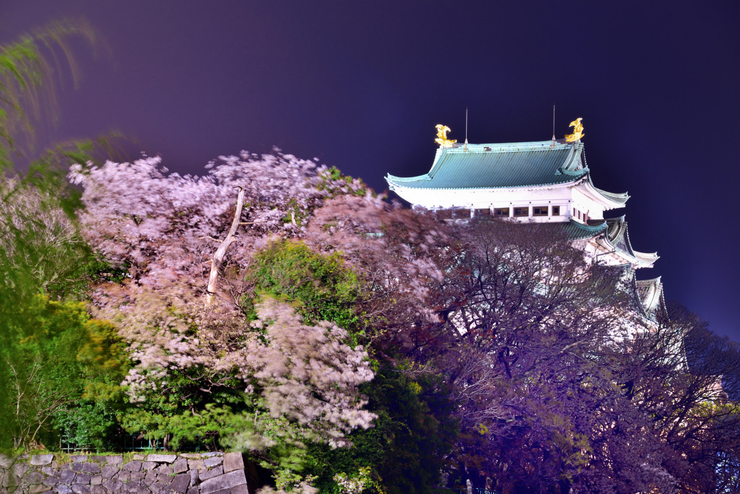 旬景 名古屋城の桜ライトアップはコロナで中止 お城の灯りただけで 夜桜を 名古屋城 桜 ライトアップ中止 写真好きな人と繋がりたい 4 8 T Co Osy7hg8xlz Twitter