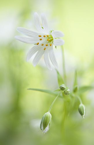 marilsatinello's tweet photo. 🔸🌼🔸🌼🔸 Bom dia meus amigos!🔸🌼🔸🌼🔸
🔸🌼🔸🌼🔸 Feliz sexta-feira para todos!🔸🌼🔸🌼🔸 https://t.co/cfnhmchlLo