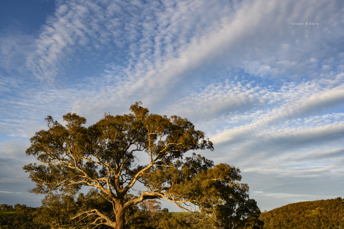 thesilverdory's tweet photo. Wrapping up another week of CBR dusk light shows. Next week? Probably more of the same ... ;) #sunsetcapital #Canberra https://t.co/n67hDQcqRV