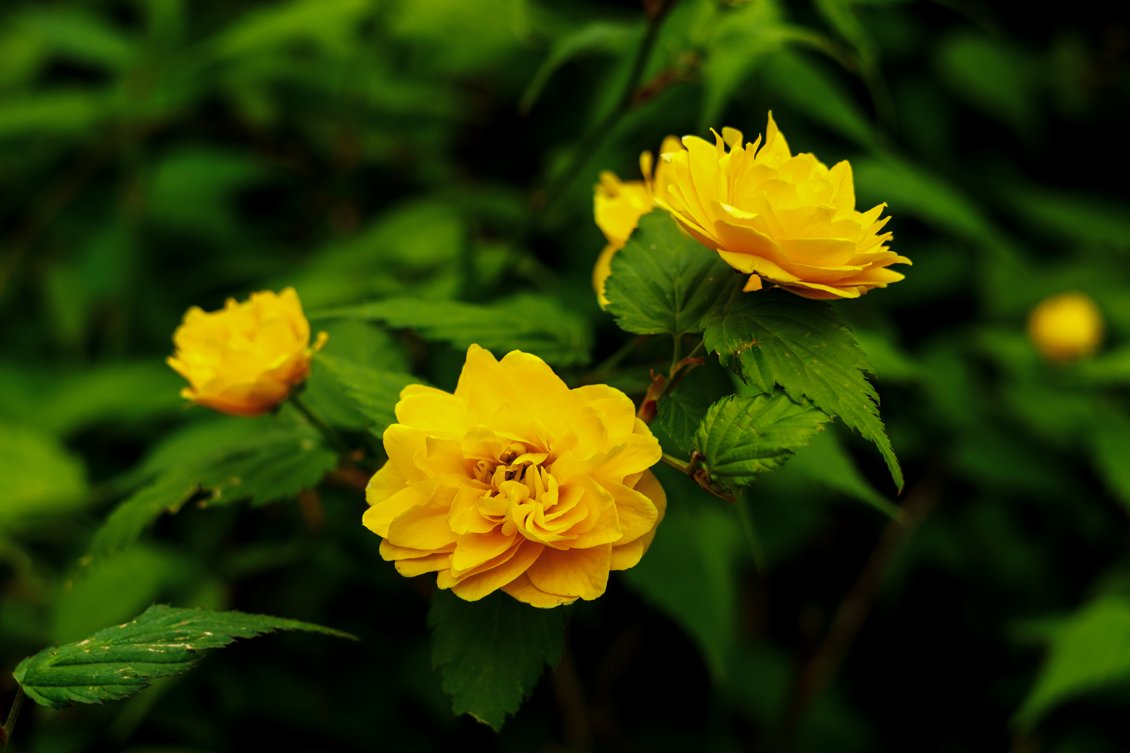 Dakiny ヤマブキ 山吹 棣棠 学名 Kerria Japonica バラ科ヤマブキ属 本種のみの一属一種 の落葉低木 黄金色に近い黄色の花をつける 春の季語 Wikipedia 春の花 黄色い花 藤が丘公園 T Co Bk9nj1srly Twitter