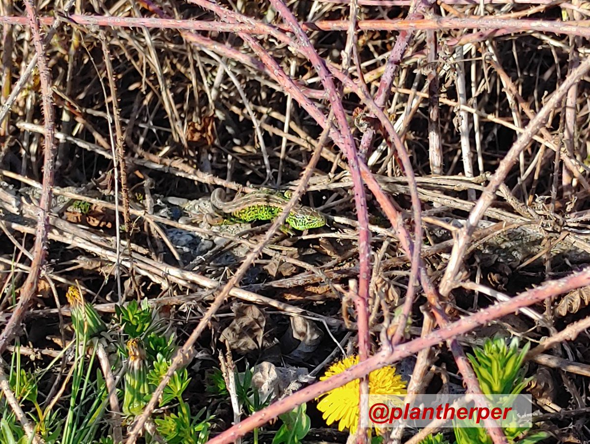 plantherper's tweet photo. First lizard in the wild for us in 2020: Lacerta agilis male 🦎the weather keeps bouncing from night frost to 25°C this April within days ...
#herping2020 #HerpTwitter #herping #lacerta https://t.co/CagbWJf9Si