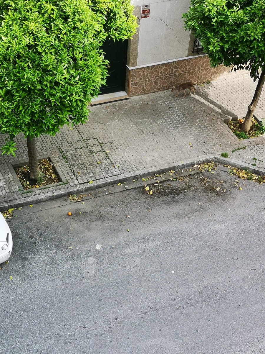 Yo_brida's tweet photo. Perro abandonado, c/ Juan de Ledesma, cerca del Mercadona de la Av Hytassa #Sevilla Lleva dos collares, el antiparasitarios blanco. Una vecina se lo va a llevar a casa, dañado de una de las patitas traseras @Ayto_Sevilla  @PACMA @fund_ochotumbao https://t.co/uMneiNxGx6