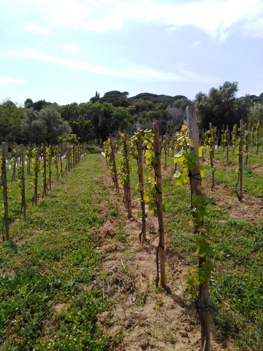 Quan els verds son acabats d'estrenar tot és més lleuger, l'aire és fi i va endins de les coses. Segueix la roda de la vida i nosaltres tenim la sort d'acompanyar-la fent feina a la vinya. #Badalona #valldebetlem #doAlella