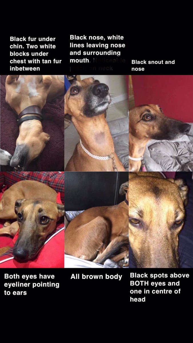 AnneGreen2909's tweet image. 🐕 Look at Ruby ,isn’t she beautiful 💞Her mom @raeabarnett hasn’t seen her or cuddled or for almost 2 years 😭 She vanished while on a family walk #HP7 #BUCKS We will pay for her safe return 💰Thanks for all RT’S 🥰 #TeamRuby  #FindRubyFriday #Lurcher #stolenRuby #dogsoftwitter