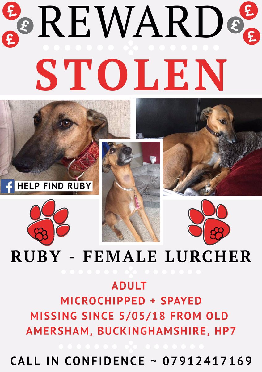 AnneGreen2909's tweet image. 🐕 Look at Ruby ,isn’t she beautiful 💞Her mom @raeabarnett hasn’t seen her or cuddled or for almost 2 years 😭 She vanished while on a family walk #HP7 #BUCKS We will pay for her safe return 💰Thanks for all RT’S 🥰 #TeamRuby  #FindRubyFriday #Lurcher #stolenRuby #dogsoftwitter