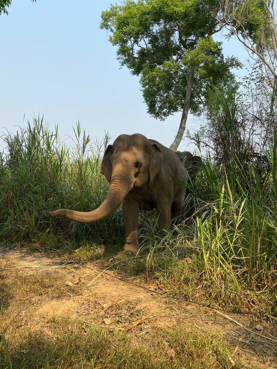 thethirdaspect's tweet image. A happy face to brighten your feed timeline! 
#video #videoproduction #elephants #travel #thailand #chiangrai #BehindTheScenes #bts