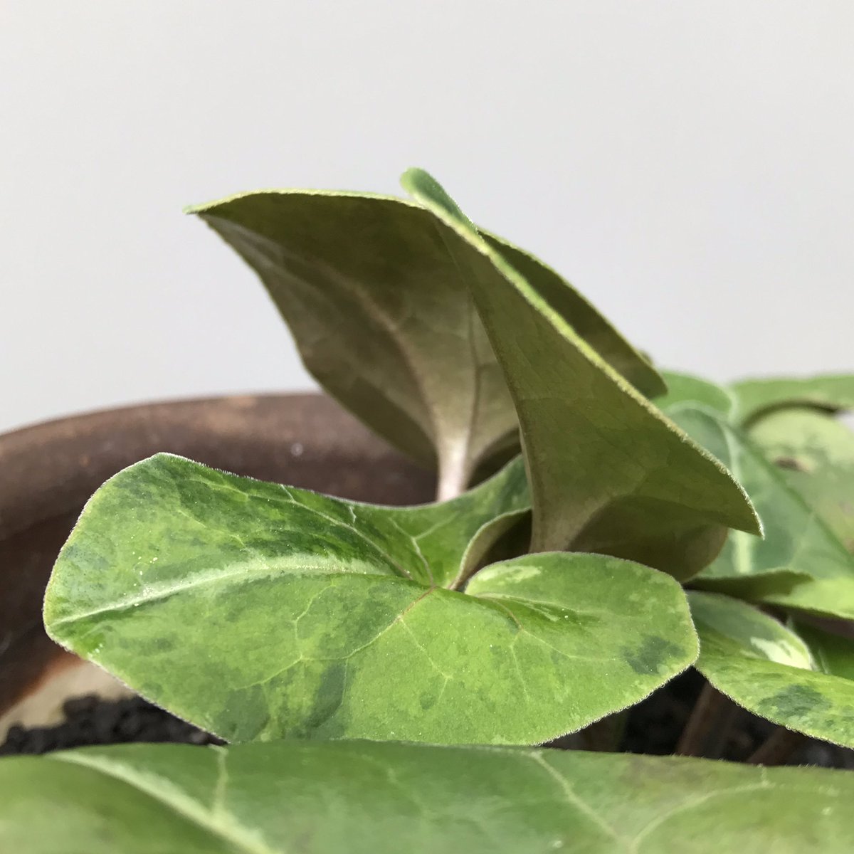 ウンゼンカンアオイ 黄斑「仙酔の華」 蝶と谷模様に黄緑斑が入ります