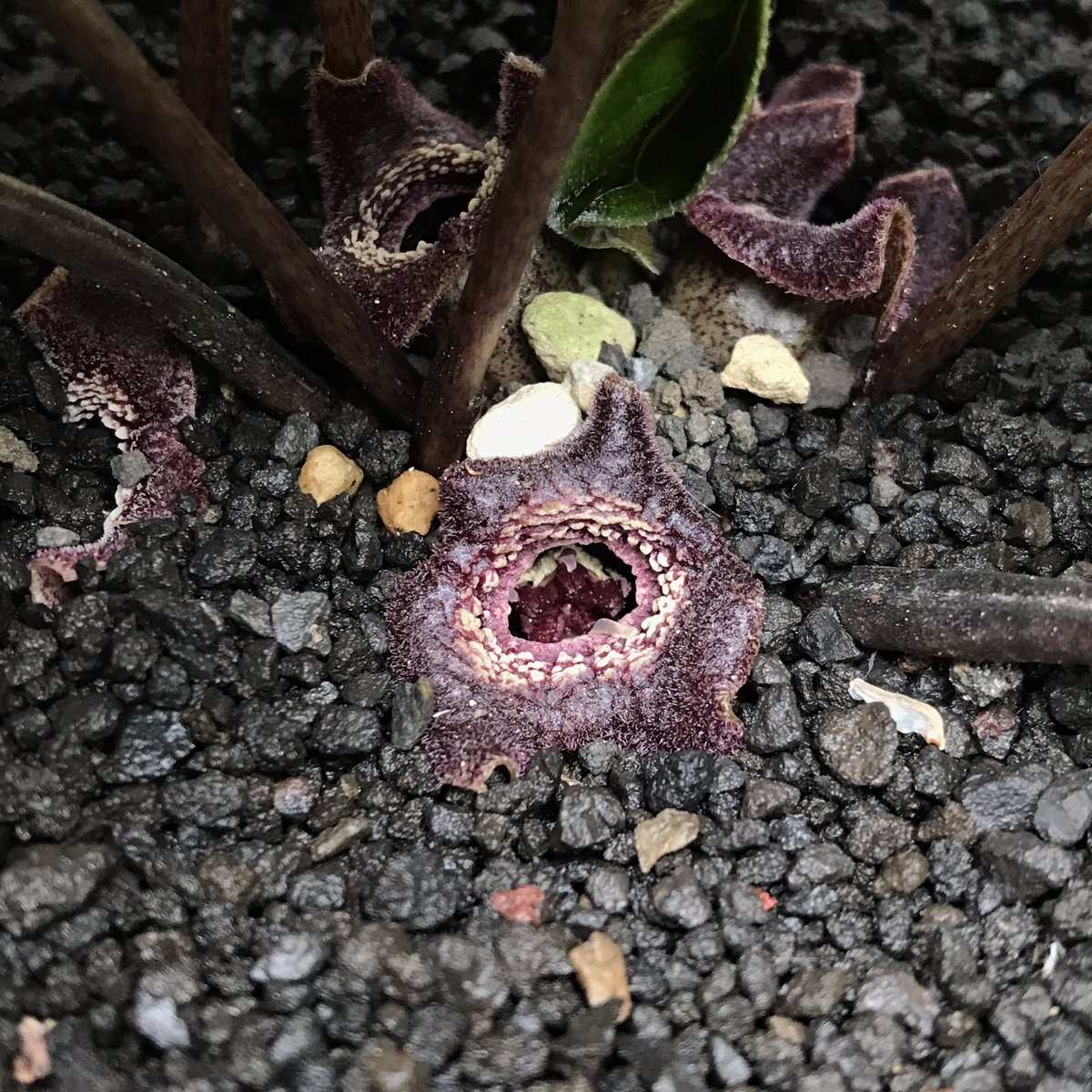 ウンゼンカンアオイ 黄斑「仙酔の華」 蝶と谷模様に黄緑斑が入ります