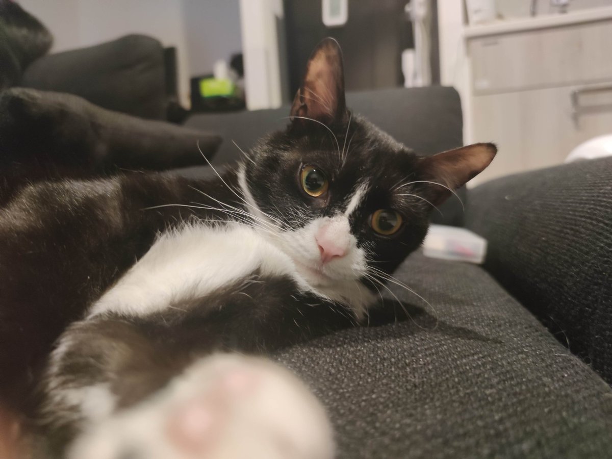 nekoadayo's tweet image. 彼女目線