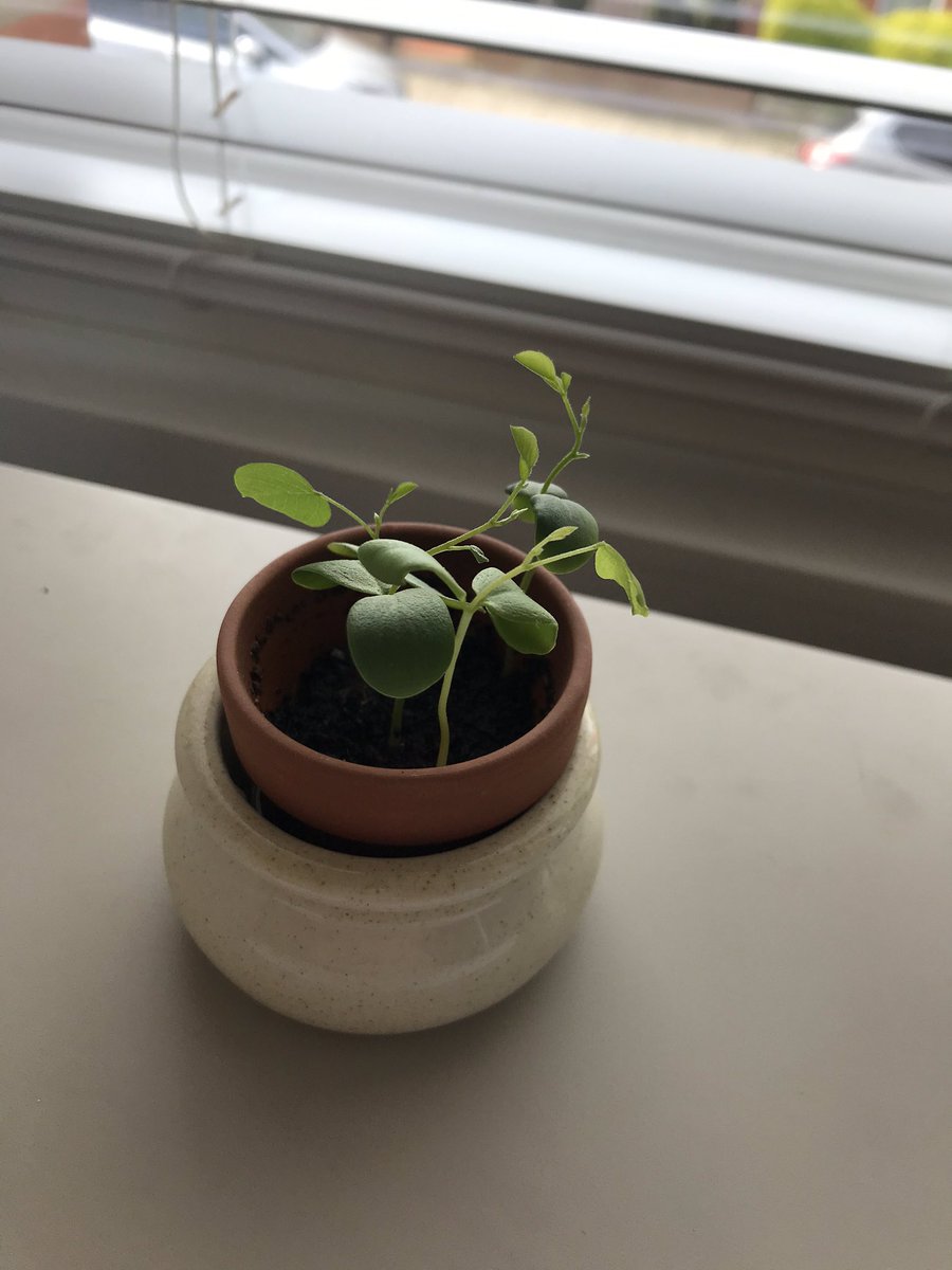 @Acacia_Learning #growwithAcacia new growth during #lockdown #COVID19 😊