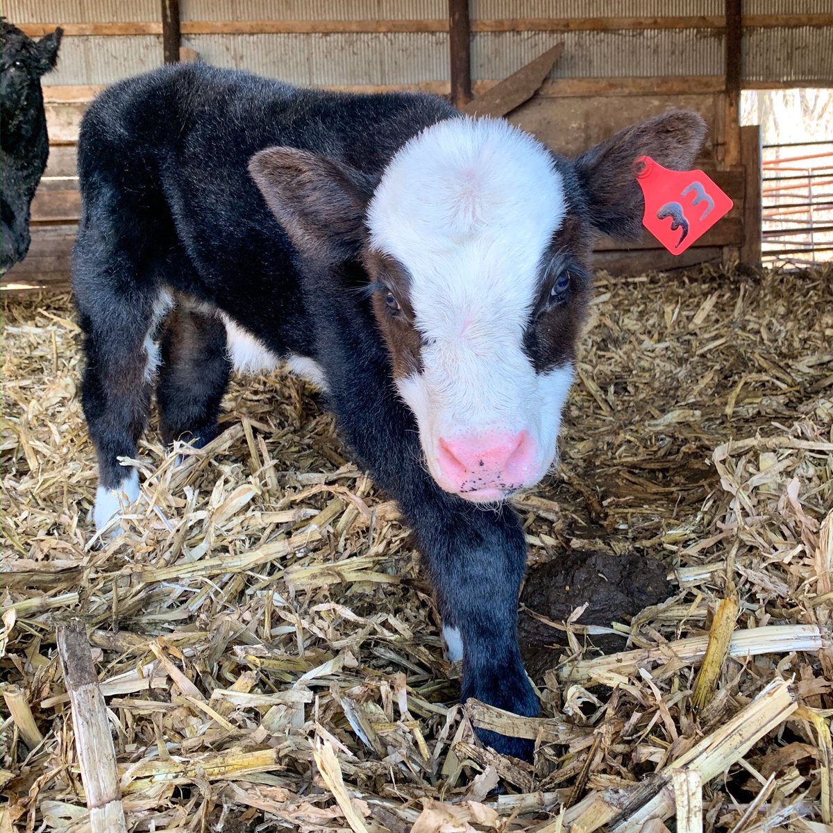 Cow of the Day🐮 tweet media