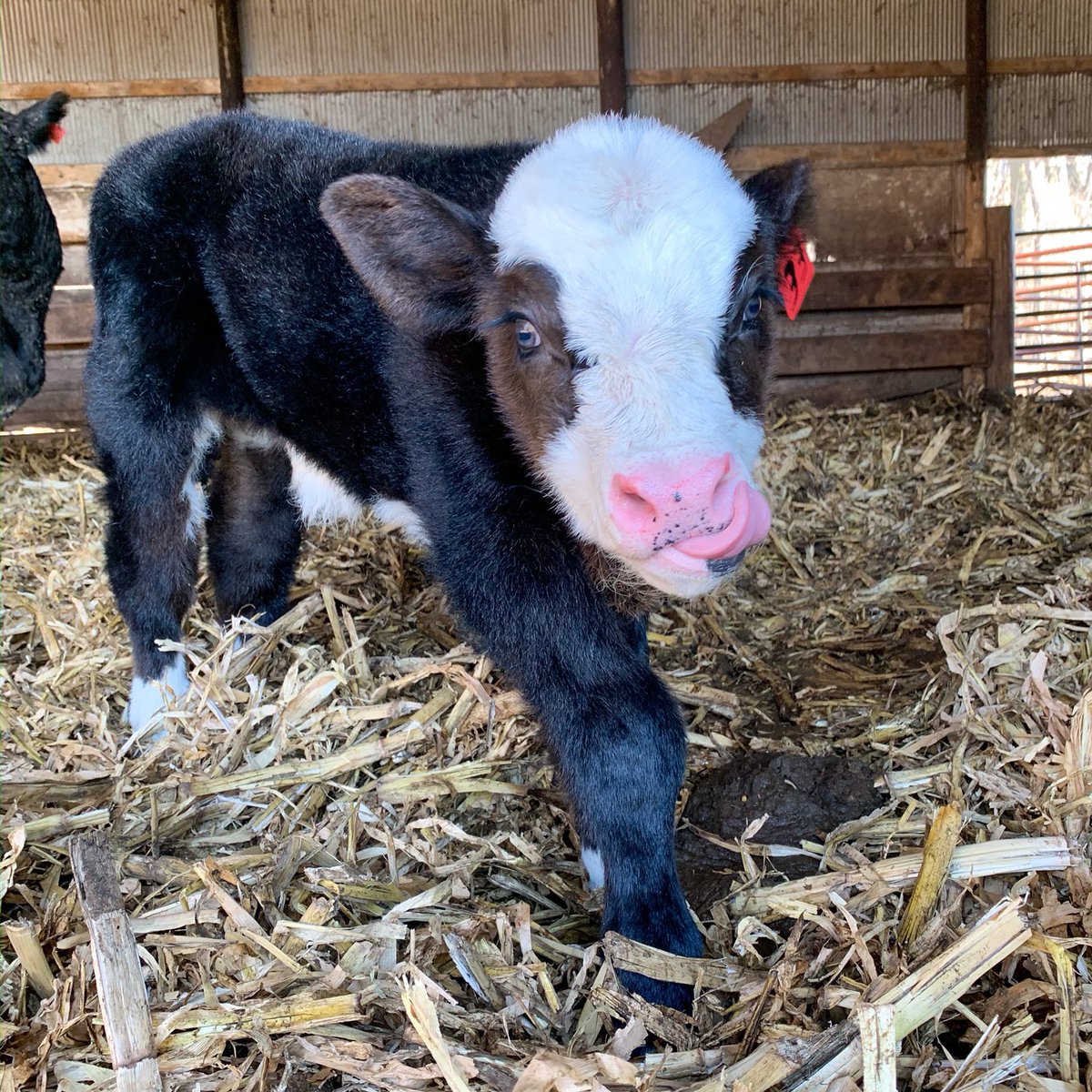 Cow of the Day🐮 tweet media
