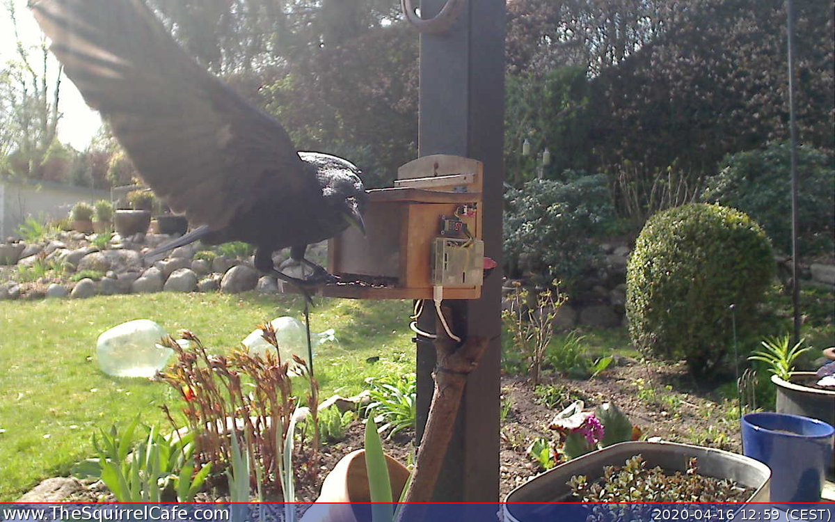 #Squirrel chowed down on 8.5 nuts for 3.43 min at 07:12:34 CEST. An #IoT project to predict how cold it'll be next winter. #ThingSpeak