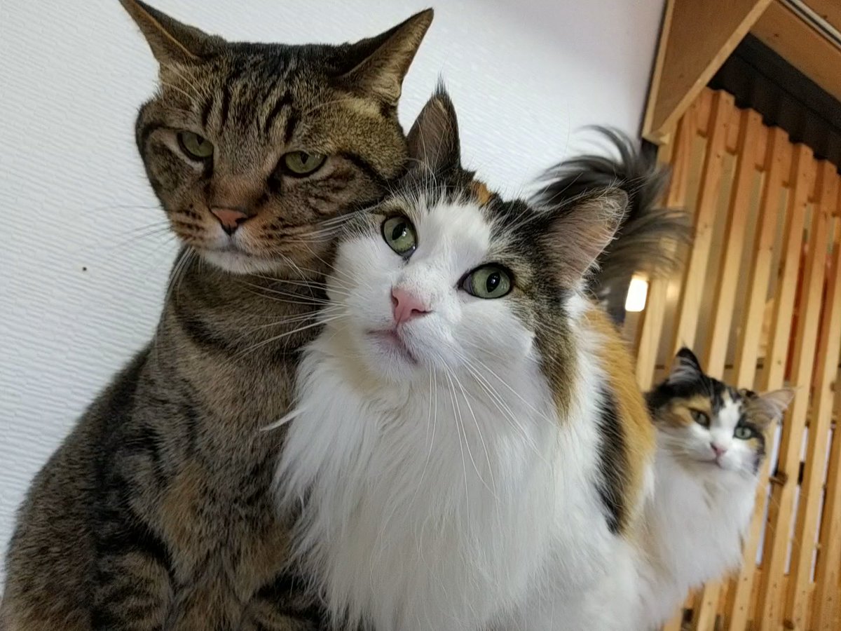 ねこカフェ 猫八 今日のナイスカップル賞 ガンモ ビアンカ ラブラブ通り越してラビュラビュ 青森 八戸 ねこカフェ 猫カフェ 猫八 猫 ねこ ネコ Cat キャットホテル キジトラ キジトラ猫 ノルウェージャンフォレストキャット ねこカフェ 猫八 今日のナイスカップル賞 ガンモ ビアンカ ラブラブ通り越してラビュラビュ 青森 八戸 ねこカフェ 猫カフェ 猫八 猫 ねこ ネコ Cat キャットホテル キジトラ キジトラ猫 ノルウェージャンフォレストキャット