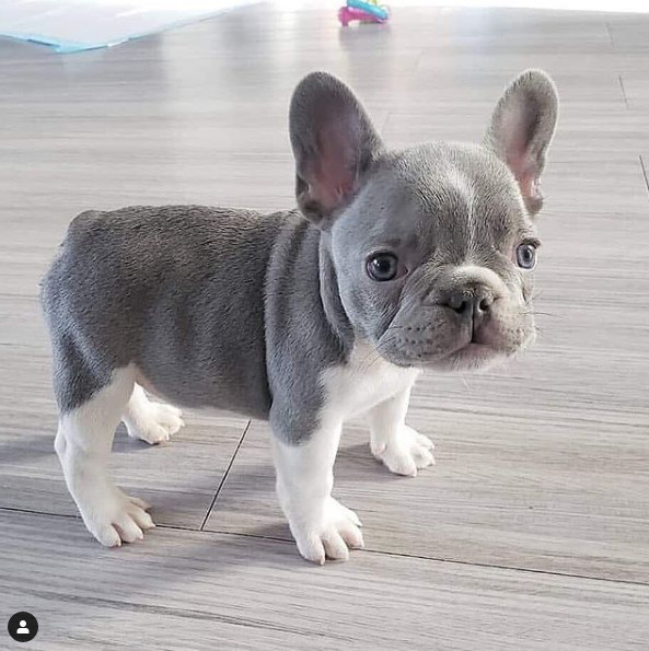 Common Reasons for Dog Barking | Dog Training Tips
dogtipsecret.blogspot.com/2020/04/common…

#dogtrainingtips,#dogtipsecret,#dogschool