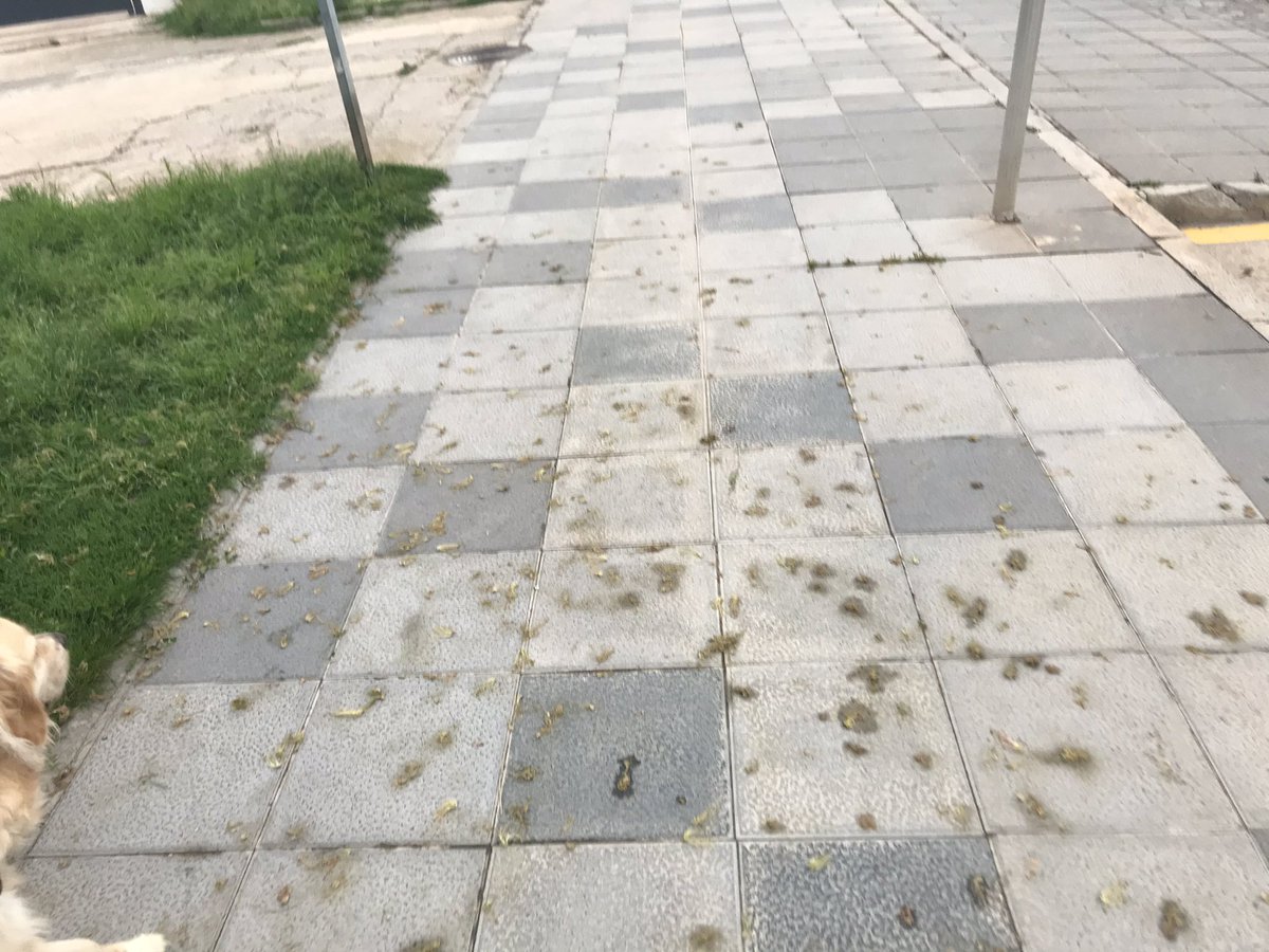 carlos_febrer's tweet photo. @Ajunt_Benicarlo @xaromiralles la limpieza está considerará una actividad esencial! La jardinería está permitida.
Blo siempre se ha caracterizado por su limpieza, que está pasando? Ahora más que nunca! https://t.co/WvFEivZHdR