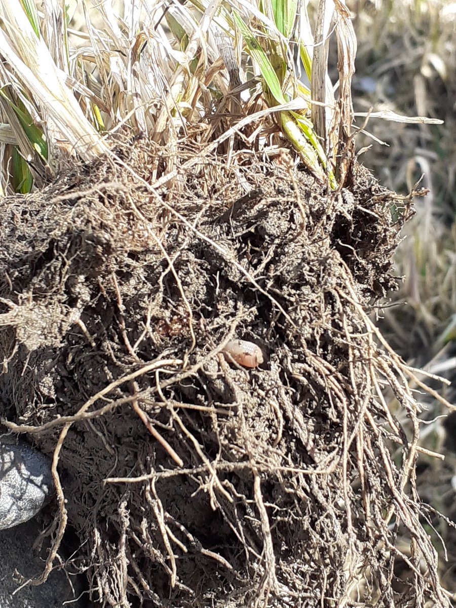 EllaAnu's tweet image. Monitor farm system discussion groups can't meet together at the moment, so we take pictures and videos before the meeting. During the discussion group meeting we "feel" the fields and group friends while looking at the videos and pictures #discussiongroups @ProAgria