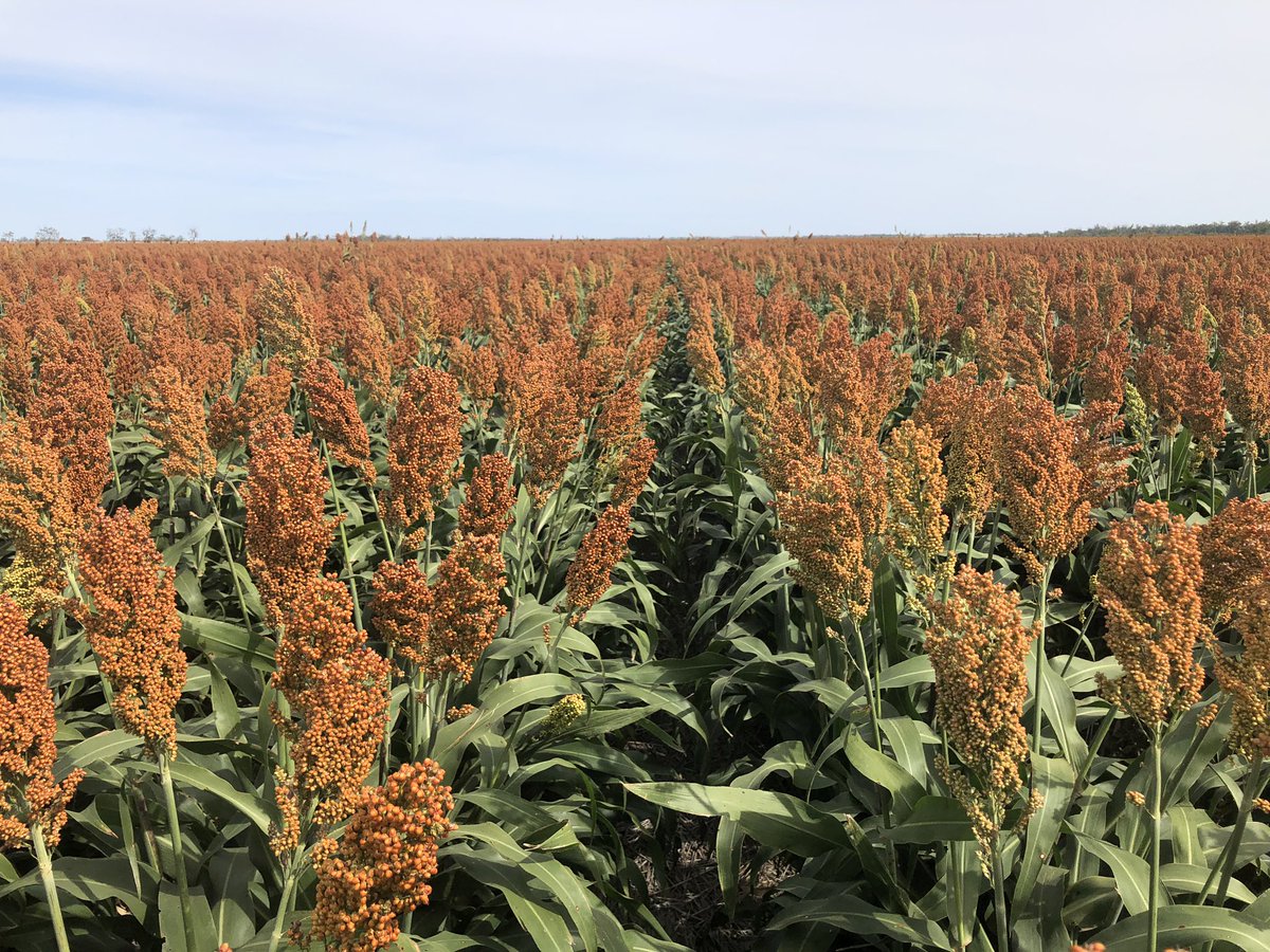 #sentinel sorghum powering along. Not long now <a href="/PacificSeeds/">Pacific Seeds</a>