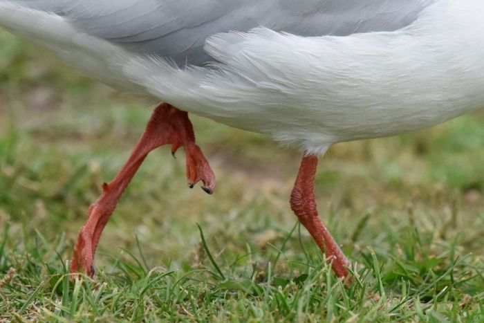 procellaria11's tweet photo. Three-legged #gull

https://t.co/il7JBKc0R8

#polymelia #gulls #SilverGull 📷: Eric Woehler https://t.co/DqPKlcBbZ8
