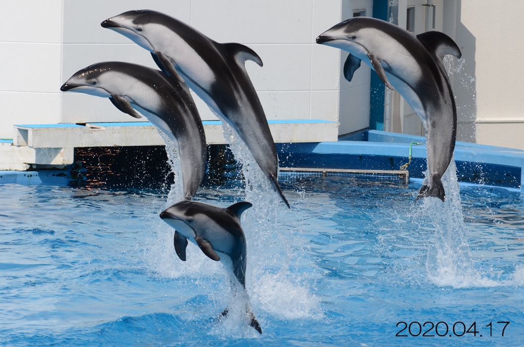 新潟市水族館マリンピア日本海pr Twitterissa 仔イルカの移動トレーニング7 外のプールへ移動できた仔イルカ は 各プールを自由に行き来するようになりました また 外の環境にも徐々に慣れ トレーナーへの寄りも良くなってきています 今ではイルカショーに 新潟市水族館マリンピア日本海pr Twitterissa 仔イルカの移動トレーニング7 外のプールへ移動できた仔イルカ は 各プールを自由に行き来するようになりました また 外の環境にも徐々に慣れ トレーナーへの寄りも良くなってきています 今ではイルカショーに
