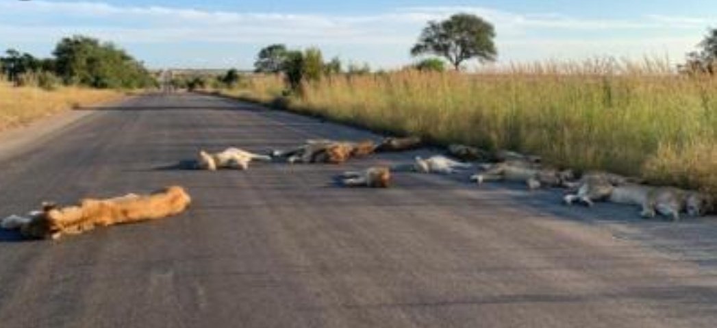 สิงโตนอนเกลื่อนถนนสายหนึ่งในอุทยานแห่งชาติครูเกอร์ เมืองเคปทาวน์ ของประเทศแอฟริกา ไม่ได้ตาย ทุกตัวสบายดี..ออกมานอนอย่างสบายใจไร้กังวลเพราะไม่มีนักท่องเที่ยว ไม่มีรถวิ่งบนถนน จนท.บอกว่าธรรมดาสิงโตมักแอบนอนตามพุ่มไม้

ช่วงนี้บรรดาสัตว์ป่าดูจะเป็นสุขมากส่วนธรรมชาติก็ได้ฟื้นฟูตัวเอง