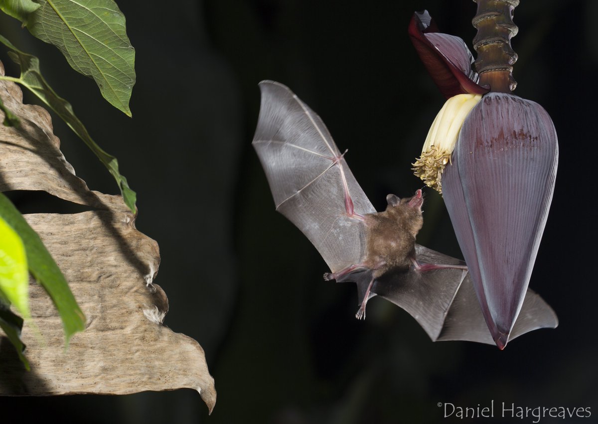 There is a lot of misinformation circulating which poses a threat to bats by fuelling unfounded fear in people. To provide clarity and science based facts, we have prepared a set of FAQs in relation to bats and COVID-19. bats.org.uk/about-bats/bat… #InternationalBatAppreciationDay