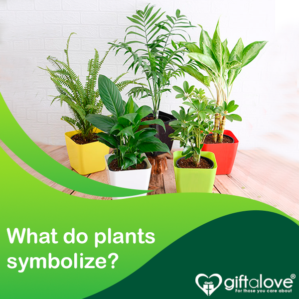 Meaning of Plants: Plant Symbolism