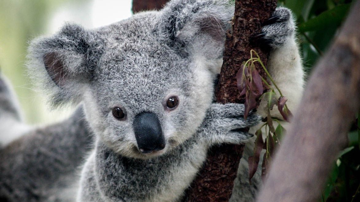 Lerino4's tweet photo. Beautiful baby koalas in Australia.❤️ https://t.co/46osLi0ohg