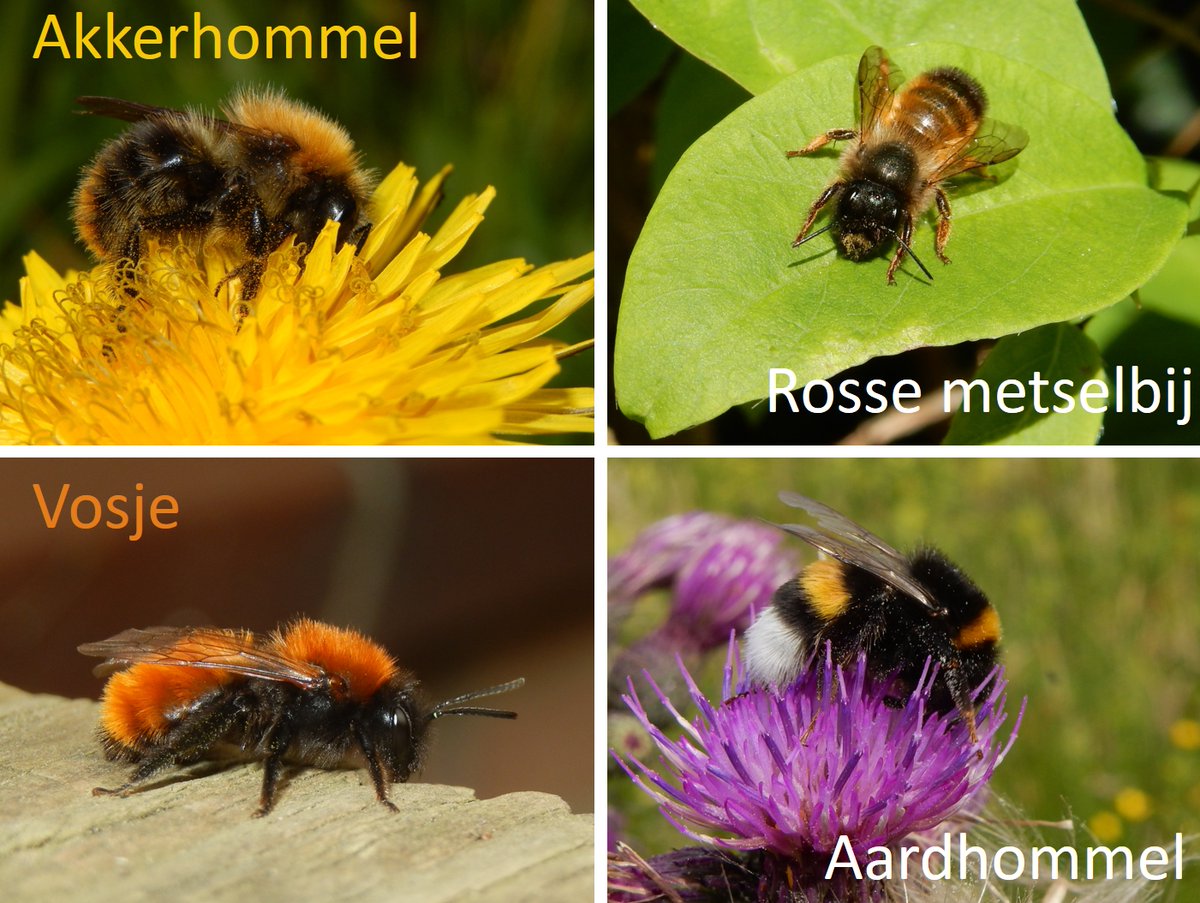 vlinderNL's tweet photo. Doen jullie allemaal mee komend weekend? Dan is weer de bijentelling. Welke soorten zitten in je tuin? Deze vier zijn best algemeen en zou je zomaar kunnen hebben. https://t.co/o7l1vDZpy6 https://t.co/DKFR3zPX74