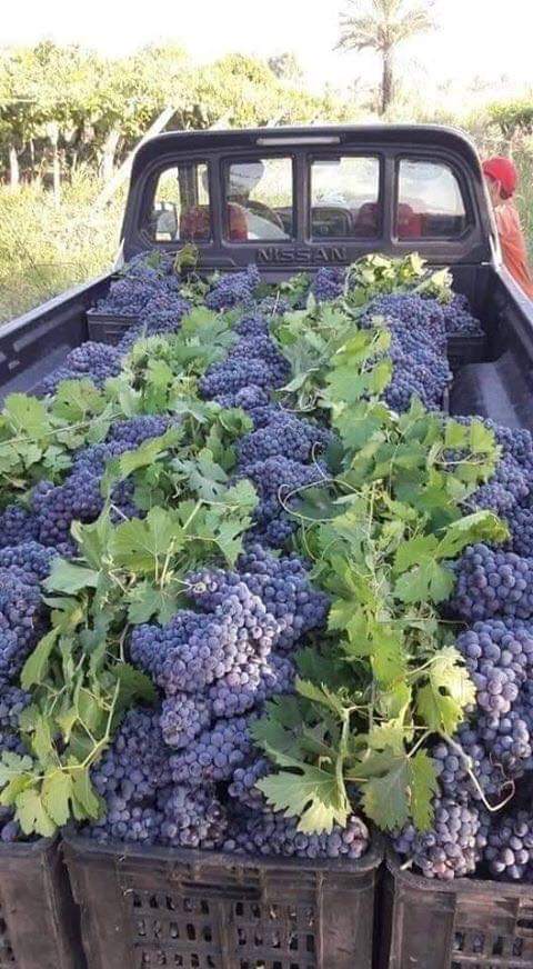 خيرك يا وطن ❤🇮🇶..
موسم حصاد أرض النهرين ..

صباح الخير 🌴