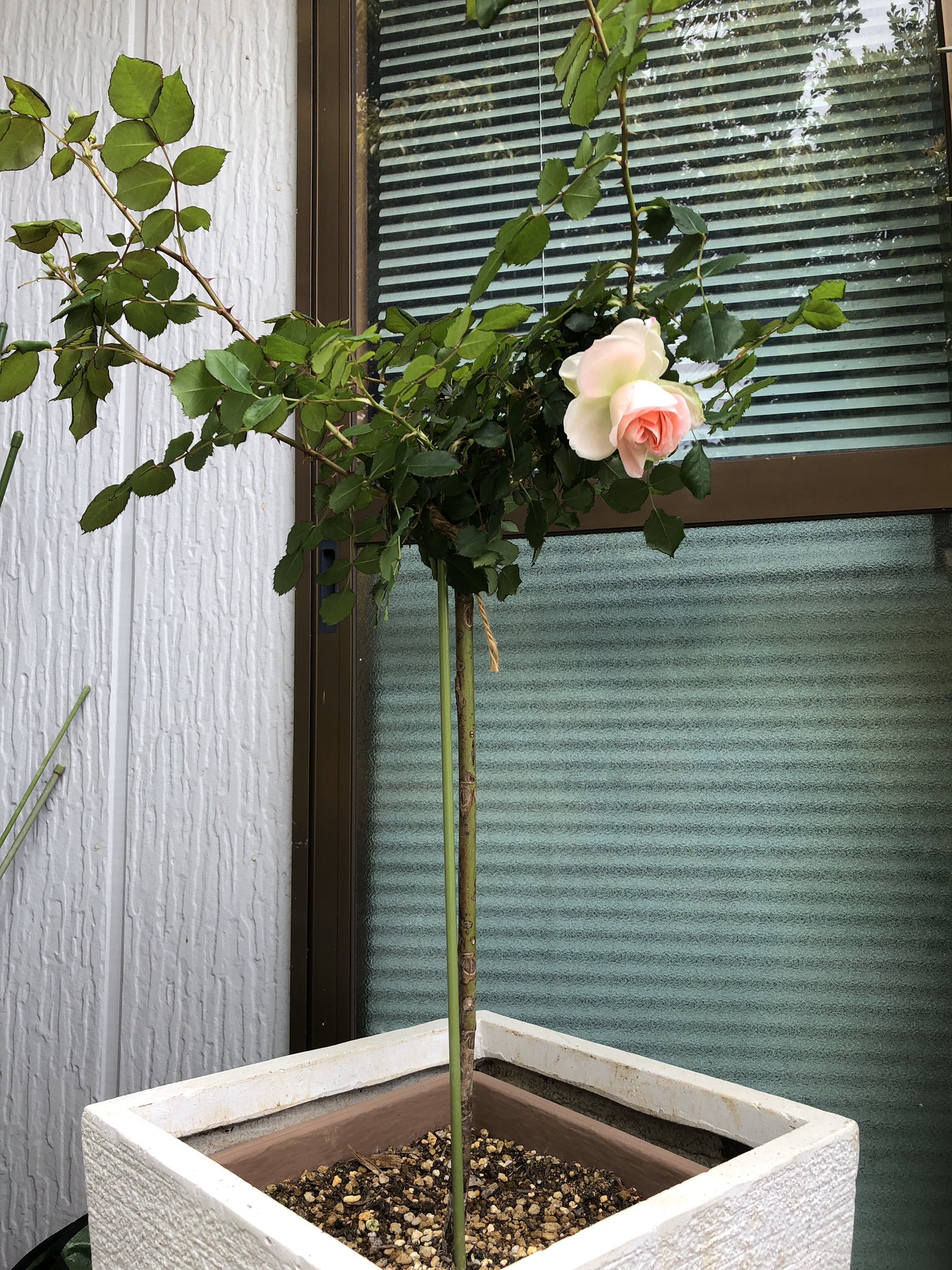 さうび バラの楽しみ バラ いつ咲くかワクワクしてたら フェンスの裏側でひっそりと可愛く 咲いてました ジャクリーヌデュプレ 気がつかずにごめんね あと 一つ スタンダードに仕立てたるる これも 咲いてました 今年の さうび バラの楽しみ バラ いつ咲くかワクワクしてたら フェンスの裏側でひっそりと可愛く 咲いてました ジャクリーヌデュプレ 気がつかずにごめんね あと 一つ スタンダードに仕立てたるる これも 咲いてました 今年の