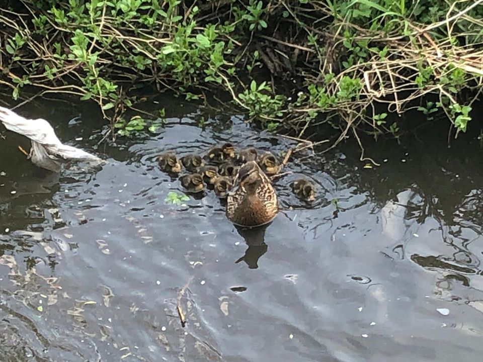 Roath Brook this morning.