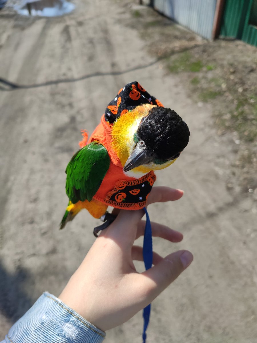 caique plush
