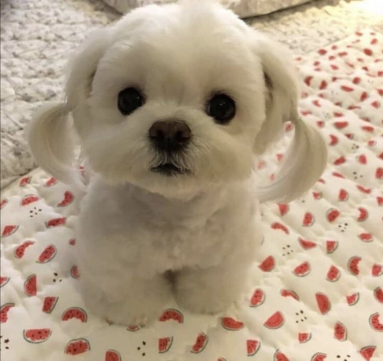 Dobarlan bıragma gendini