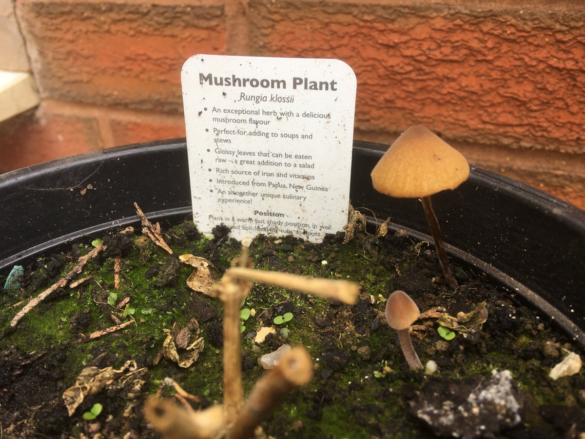 ForestHarvest's tweet photo. Not quite the #mushrooms I was expecting. Must have got too damp over winter. https://t.co/kVijngxdgb