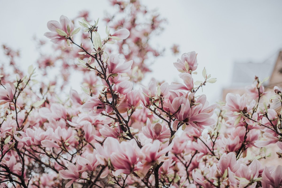 sidechaining's tweet image. Sana edit @JYPETWICE @JYPETWICE_JAPAN 💖🌸 // including source images to see before and after the edit

#sana #twiceedit #sanaedit #kpopedit #kpopmanips #kpopmanip #twicesana #sanatwice #사나