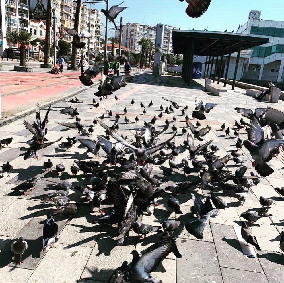 bisidestek's tweet photo. Günaydın Alaybey #bisidestek ekipleri meydanlardaki güvercin ve kuşların beslenmesine yardımcı oluyor.
#bisidestek
#citiesonbike
#bugep
#bisuder
#bisikoop https://t.co/X5YAx8uSvX