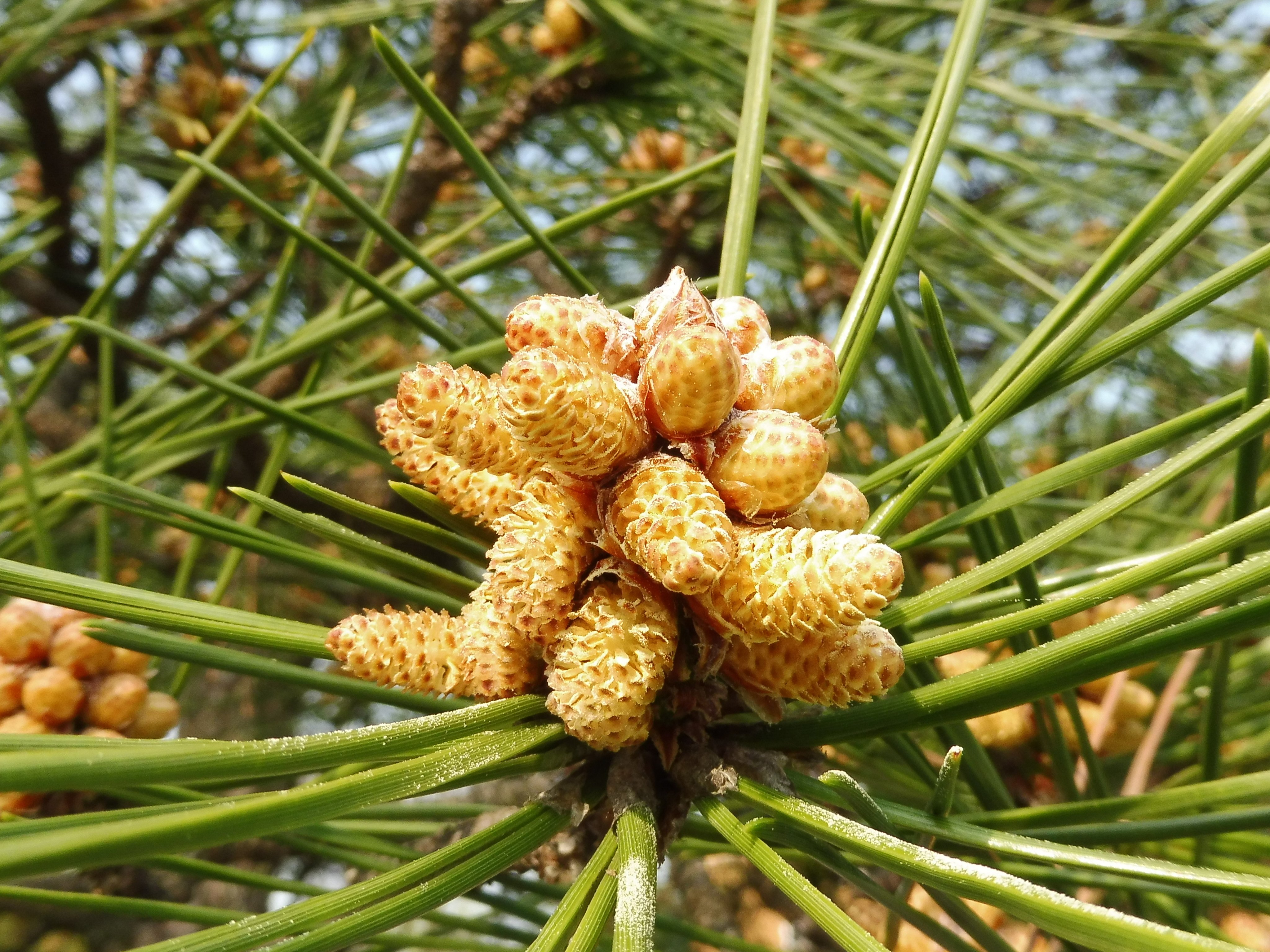 鶴舞公園 クロマツ Pinus Thunbergii マツ科マツ属 クロマツの花も満開です 花粉も大量 マツによる花粉症患者は 主に造園業従事者に多く見られるそうです やっぱりねぇ T Co Dtasqeq1my Twitter