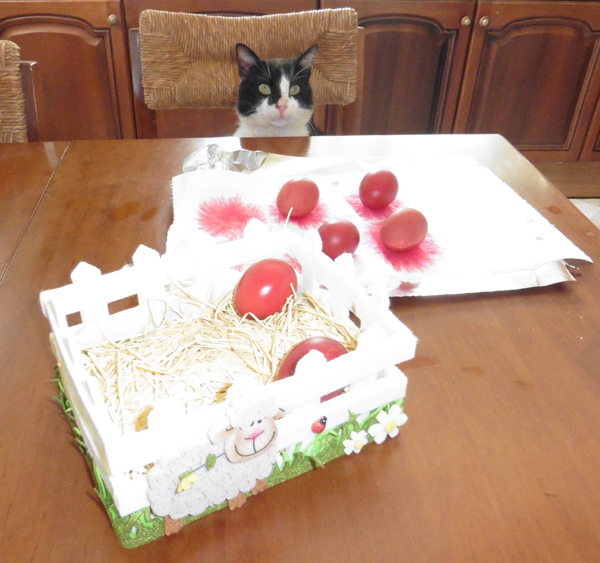 KapsetakiTwins's tweet photo. Master chef 2020! #HappyEaster2020 #PetsofImperial #NationalPetMonth @NatPetMonthUK @MasterChefUK https://t.co/Ve72hOh6Kk