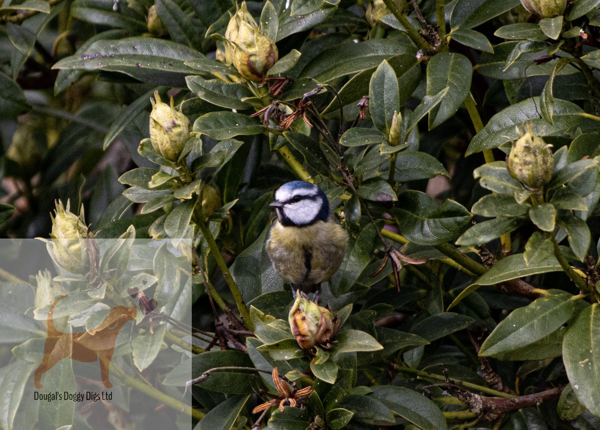 dougalsdigs's tweet photo. @RSPBEngland @Natures_Voice A few more from the bird table. Practicing a bit of #birdphotography https://t.co/5rCArE053r